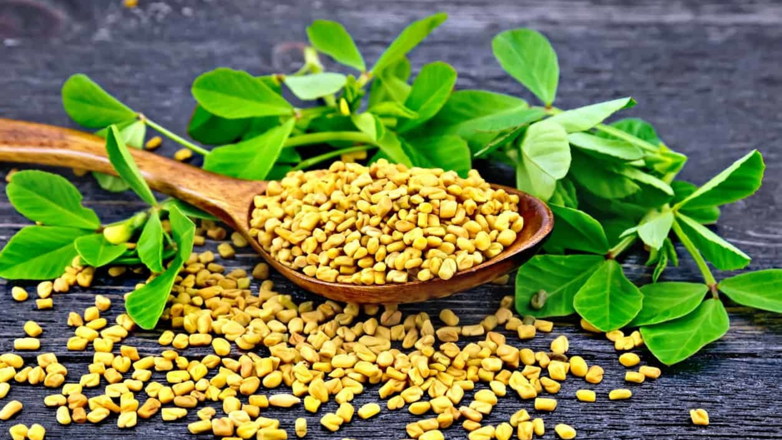 Fenugreek: Nutraceutical properties and therapeutic potential